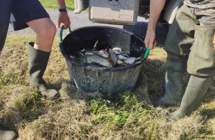 IMMISSIONE PESCE IN FIUMA MANDRIA